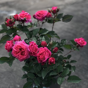狄安娜的月季花园 月季花 微月樱桃阳台 多头勤花适合颜色美