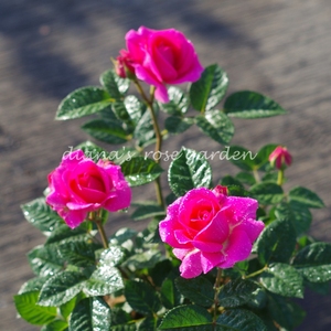 00同款货源t_1513228319086_0968淘宝海洋欢腾月季苗,仅自提