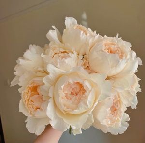 奶油伊芙/奶油伊芙伯爵 欧月法国月季直立四季大花强香抗病