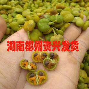 倒吊黄种子黄花倒水莲种子观音串黄花远志种子王月茶药材种子