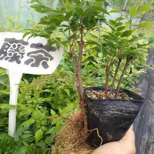 藤茶苗 莓茶苗 去黄脸婆 客家 龙须茶叶 显齿蛇葡萄 白茶藤茶树苗