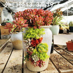盆器青尺寸包邮特价个性创意肉肉缺口花盆阡陌老桩多肉多小中大号