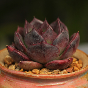 黑玫瑰女王 多肉植物 超萌多肉 阳台小盆栽 个性创意迷你小多肉