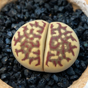 900人付款淘宝丽虹玉生石花闪电红纹多肉植物萌肉肉屁股花屁屁室内