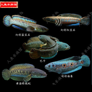 000人付款淘宝巴卡雷龙鱼眼镜蛇雷龙鱼蓝宝石雷龙白金蛇纹雷龙七彩