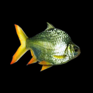 短身泰国鲫元宝鲫红眼白子雪鲫鱼活体龙鱼中层配鱼热带淡水观赏鱼