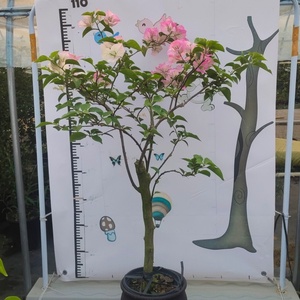 绿樱三角梅一拍一物老桩大苗四季开花阳台庭院爬藤绿植花奔盆栽