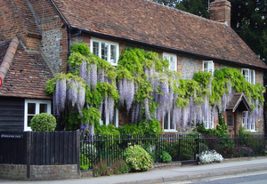 紫藤树苗攀爬植物遮阳盆栽南北方阳台庭院四季爬藤紫藤萝当年开花