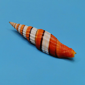 白发带蛹笔螺天然稀有海螺贝壳标本螺鱼缸水族造景装饰家居收藏螺