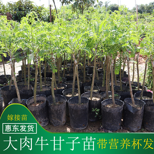 000人付款淘宝油甘果苗油柑树苗油甘苗牛甘子苗油甘子苗大玉余甘果苗