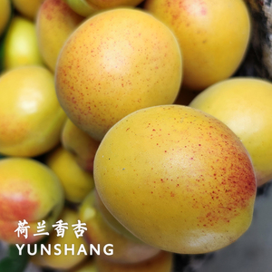 yunshang 荷兰香蜜杏 无酸 果肉软糯甜美 果仁很香可食 3斤装