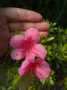 早乙女杜鹃/日本小叶杜鹃/太阳鹃/太空鹃,皋月杜鹃,米叶杜鹃