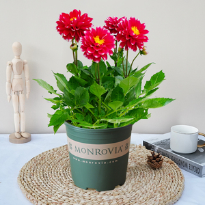 大丽花种球根盆栽带花苞室内庭院花卉四季开花办公室净化空气植物