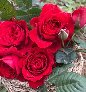 红色多头月季
