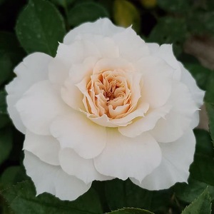 欧月新品歌剧皇后月季苗大花浓香奶油色四季开花丹麦进口扦插原盆