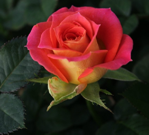 双鱼座小苗rose terrazza pisces阳台月季十二星座系列