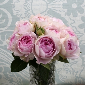 伊芙克莱尔yves clair 灌木 切花 浓香 伊芙系列月季