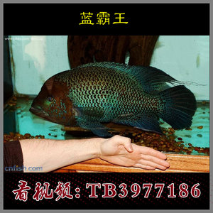 【霸王鱼】霸王鱼品牌,价格 阿里巴巴
