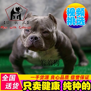 美国恶霸犬幼犬 纯种 恶霸狗狗出售 纯种比特犬 斗狗 狩猎犬