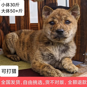 【虎斑犬猎犬】虎斑犬猎犬品牌,价格 - 阿里巴巴