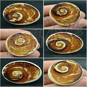 马达加斯加太阳贝菊石水云母贝壳化石扇贝化石古动物小号贝壳摆件