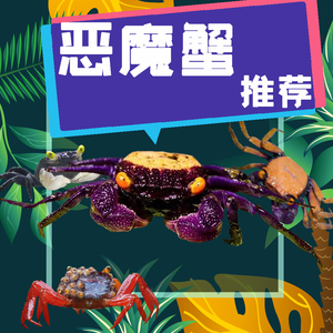 恶魔蟹苏拉威西吸血鬼蟹观赏宠物活物相手蟹crabs99公益