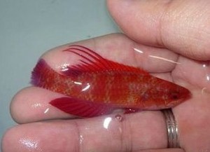 火焰雀 海水观赏鱼活体雀雕红色小鱼珊瑚缸安全 天鸿水族