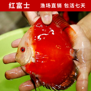 七彩神仙鱼红富士盖子红观赏鱼活体热带草缸造景红色系