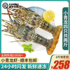 【四只共两斤】新鲜小青龙虾海鲜水产大澳龙非鲜活速冻澳洲大龙虾