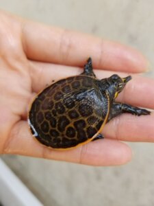 美国珍珠鳖 龟宠物活体 鱼缸龟鳖 养殖场直销 大量现货