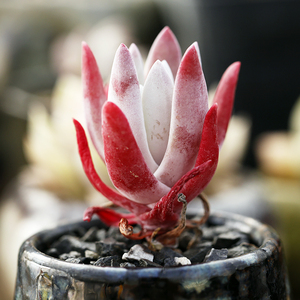 御剑拇指多肉植物肉肉植物仙女杯属初霜苹果叶dudleya caespitosa
