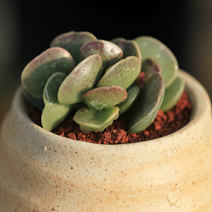 爱心水泡 多肉植物 天锦章属 萌物 桌面 办公室盆栽绿植