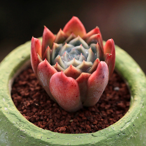 冰淇淋 多肉植物 新品种 肉肉植物 办公室盆栽绿植花卉