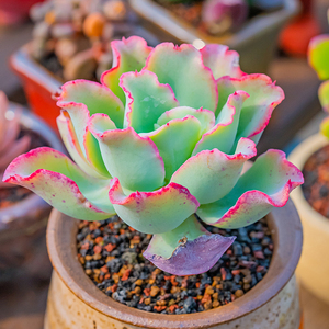 水瓶座 echeveria aquarius 多肉植物 景天精品一物一拍