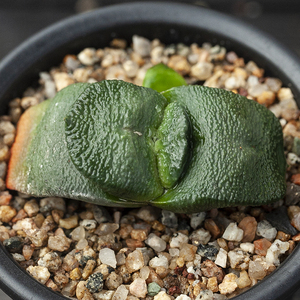 【卧牛多肉植物】卧牛多肉植物品牌,价格 - 阿里巴巴