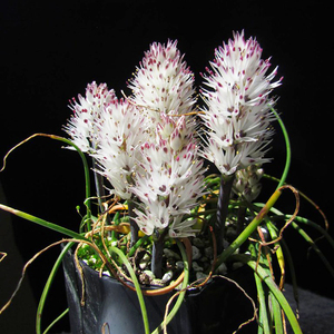 lachenalia multifolia 立金花 多肉植物 南非球根开花株