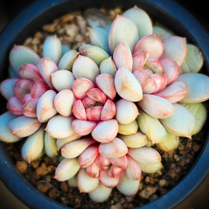 多肉植物红葡萄