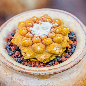 蜥蜴皮copiapoa hypogaea lizard skin 稀有龙爪球属无刺仙人球