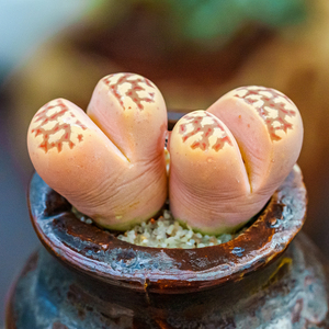 丽虹玉生石花多头群生母本特选lithops dorotheae番杏科