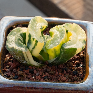 广重玉扇锦 多肉植物 瓦苇属 十二卷玉露系列 实生大窗透窗