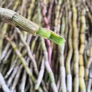正品铁皮石斛新鲜条中药材千年竹石斛条炖汤煮水泡茶500g包邮