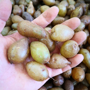 深山天然石黄皮新鲜 凤凰蛋 化狗儿马骝卵肾蕨 蜈蚣草现采现发