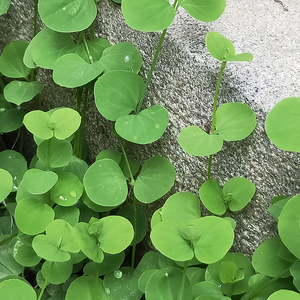 深山天然新鲜荷莲豆草 潮汕目镜草 眼镜草中草药串钱草水青草500g