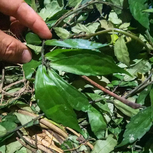 中草药 新鲜石奇花 野生软枝鲫鱼草 鲫鱼茶 鲫鱼胆干品另售500克