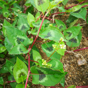 中草药材火炭母深山翅地利火炭星新鲜火炭藤白饭草白饭藤干品包邮