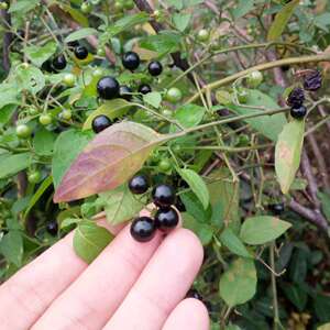 发货中野生中药材新鲜龙葵果天茄子果龙葵青果实 野葡萄甜甜500g