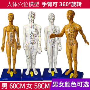 中医针灸穴位图人体模型教学男女全身十二经络小皮人硅胶穴位模特