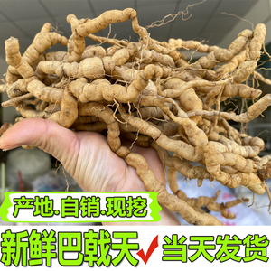 巴戟天原产地直销现挖新鲜巴戟鸡肠风别名凤眼根煲汤泡酒药材500g