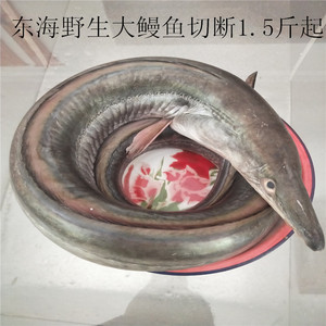 5斤起整条鲜活水产福建海鳗鱼深海白鳝鱼