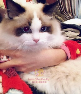 cfa注册 猫舍繁育布偶猫幼猫 活体海豹双色小浣熊布偶弟弟6个月